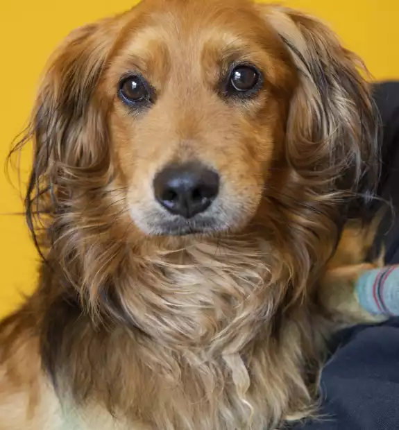 Pies przywieziony z Wierzenicy