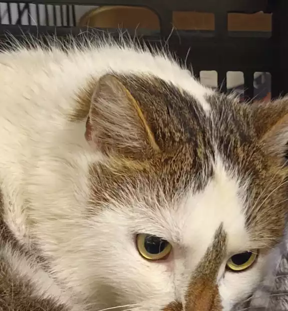 Oli