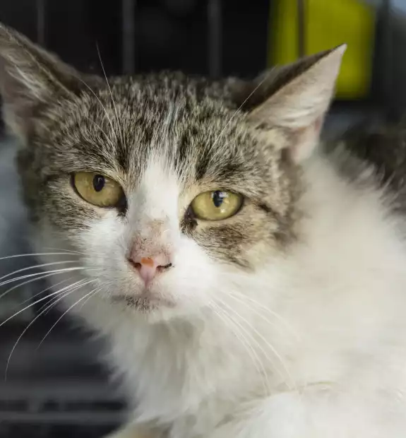 Kotka przywieziona z Kórnika